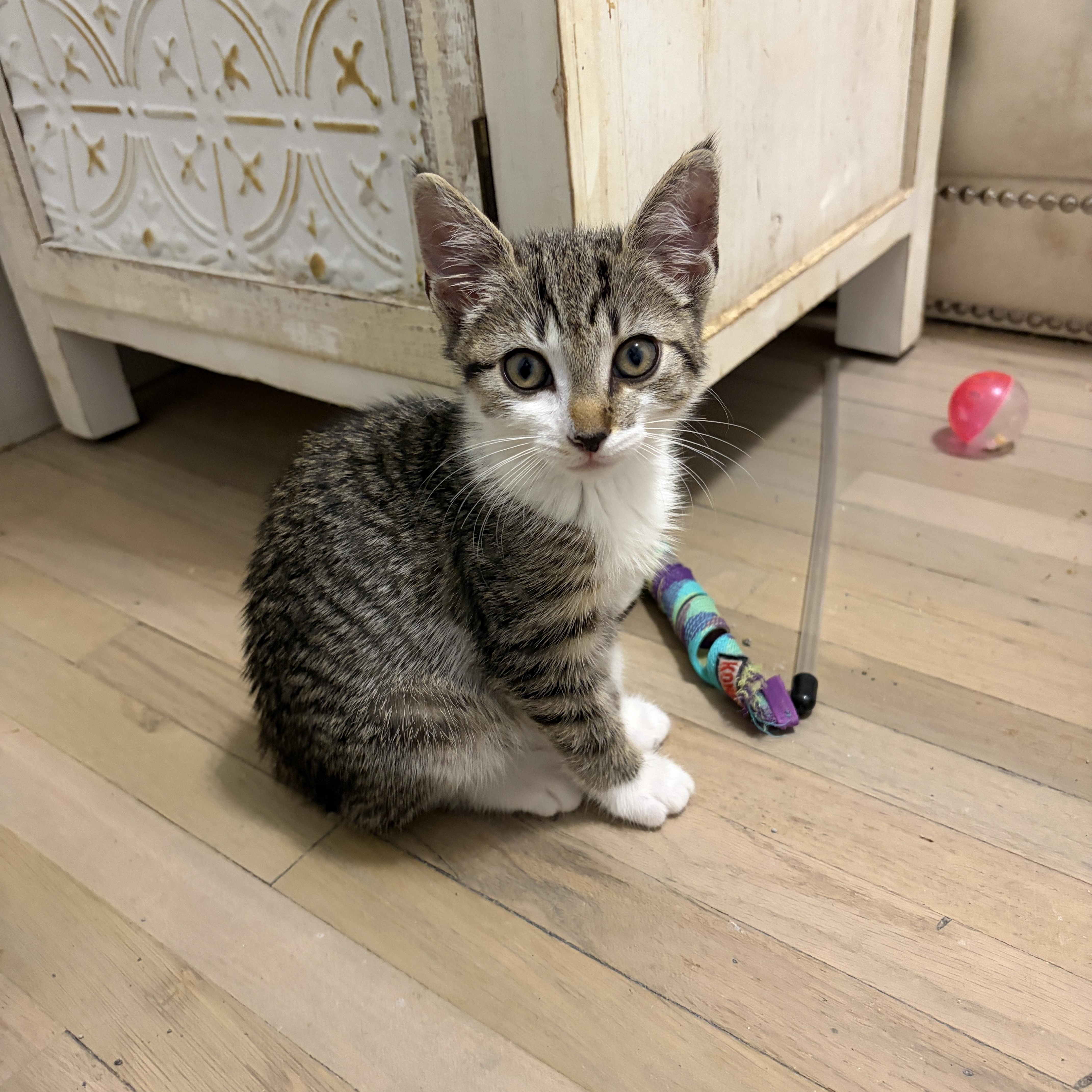 Faline, Adoptable, Kitten Female Domestic Short Hair.