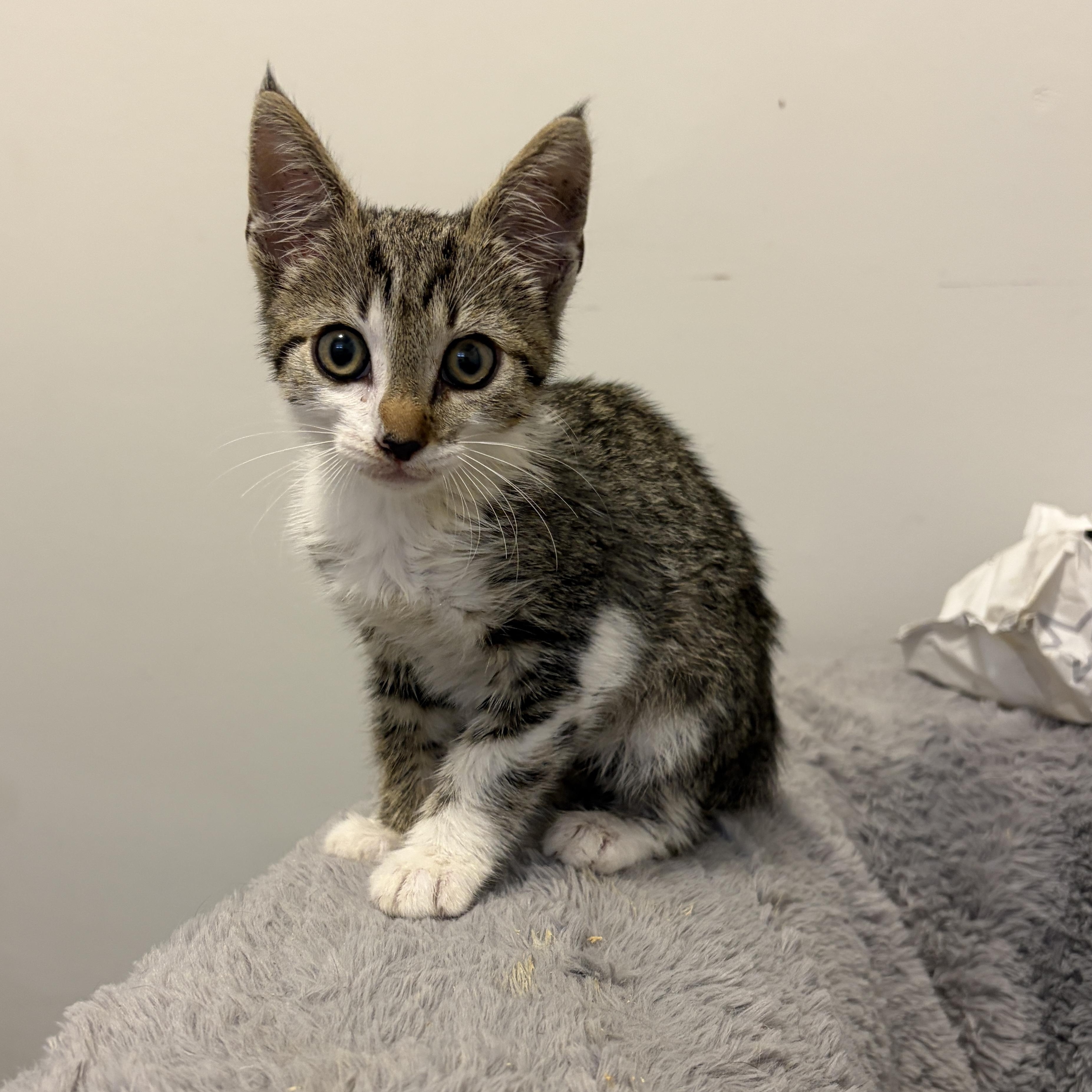 Enlarge Faline, a Adoptable mixed breed in Moriches, NY image 2/4