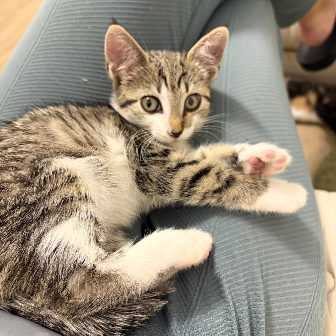 Enlarge Faline, a Adoptable mixed breed in Moriches, NY image 3/4