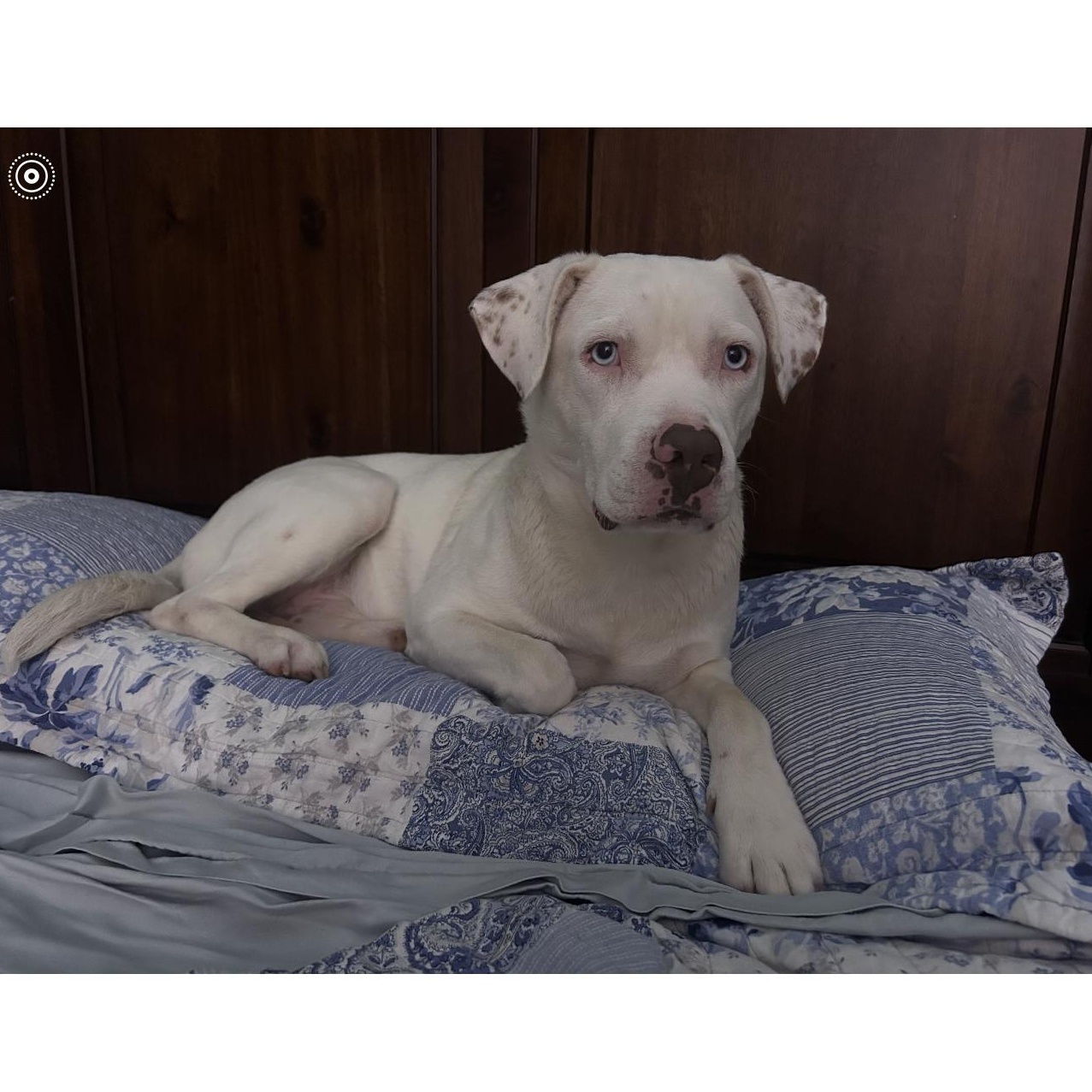 Enlarge Frosty , an adopted mixed breed in Portage, MI image 5/6