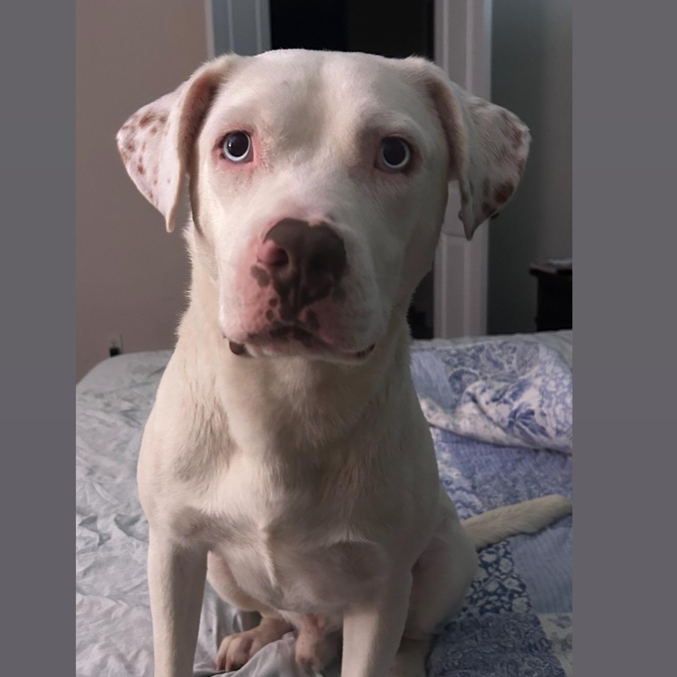 Frosty , adopted, Young Male Dogo Argentino & Labrador Retriever.