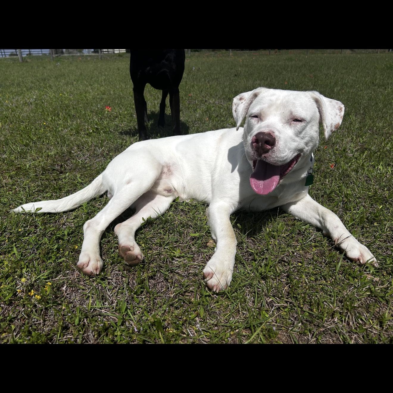Enlarge Frosty , an adopted mixed breed in Portage, MI image 2/6