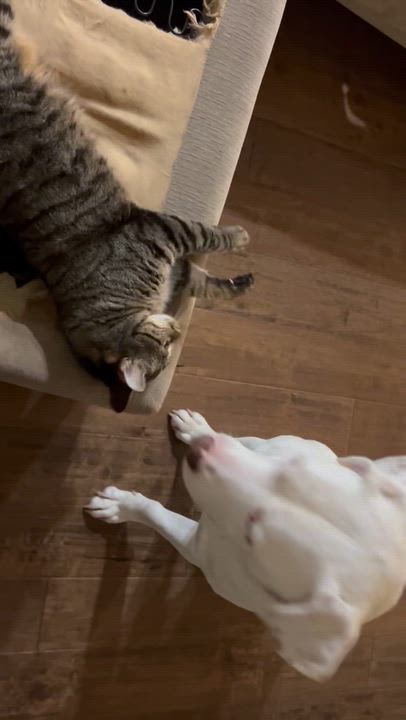 Enlarge Frosty , an adopted mixed breed in Portage, MI video 4/6