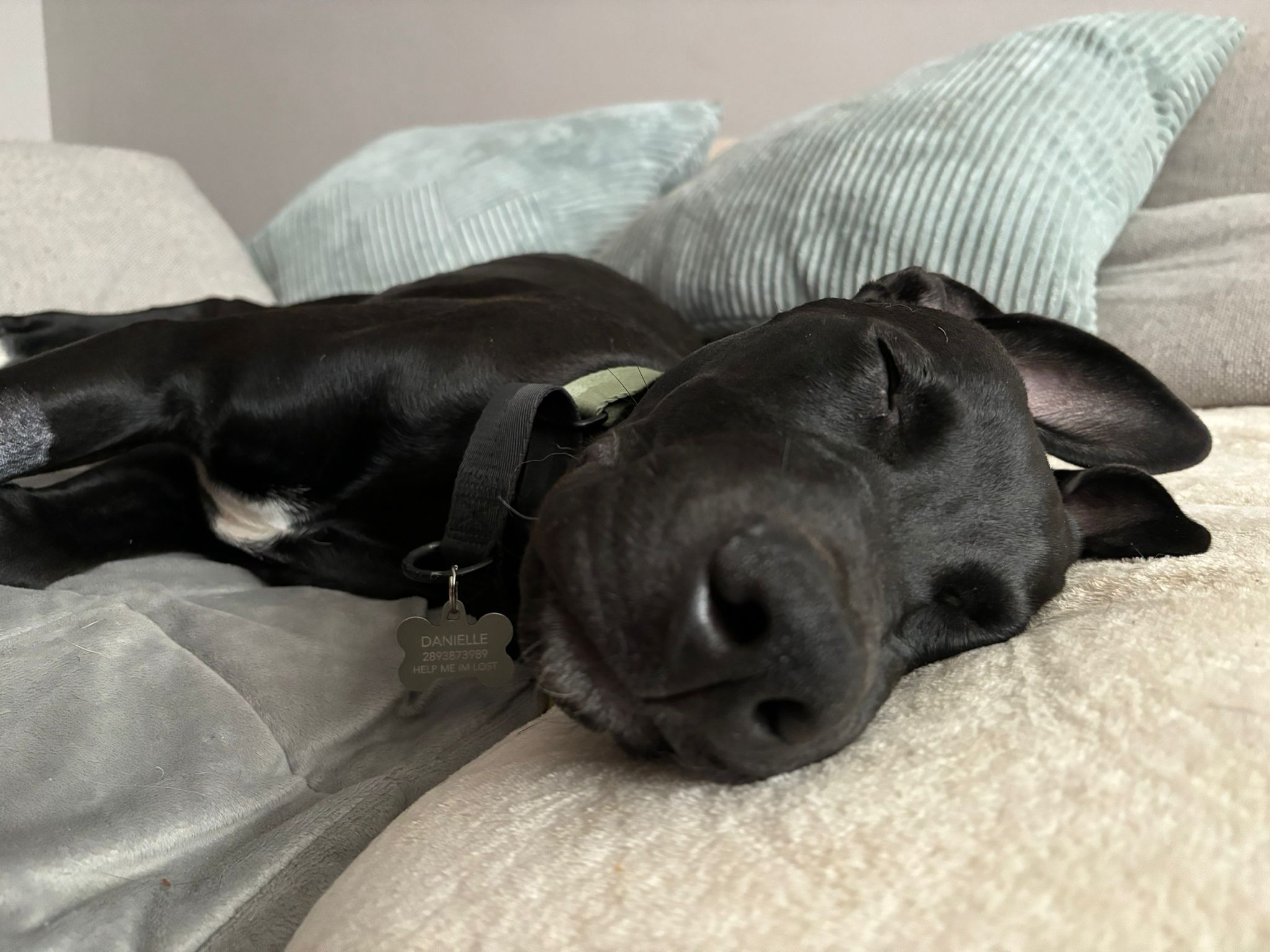 Enlarge Baloo, a Adopted mixed breed in Toronto, ON image 1/5