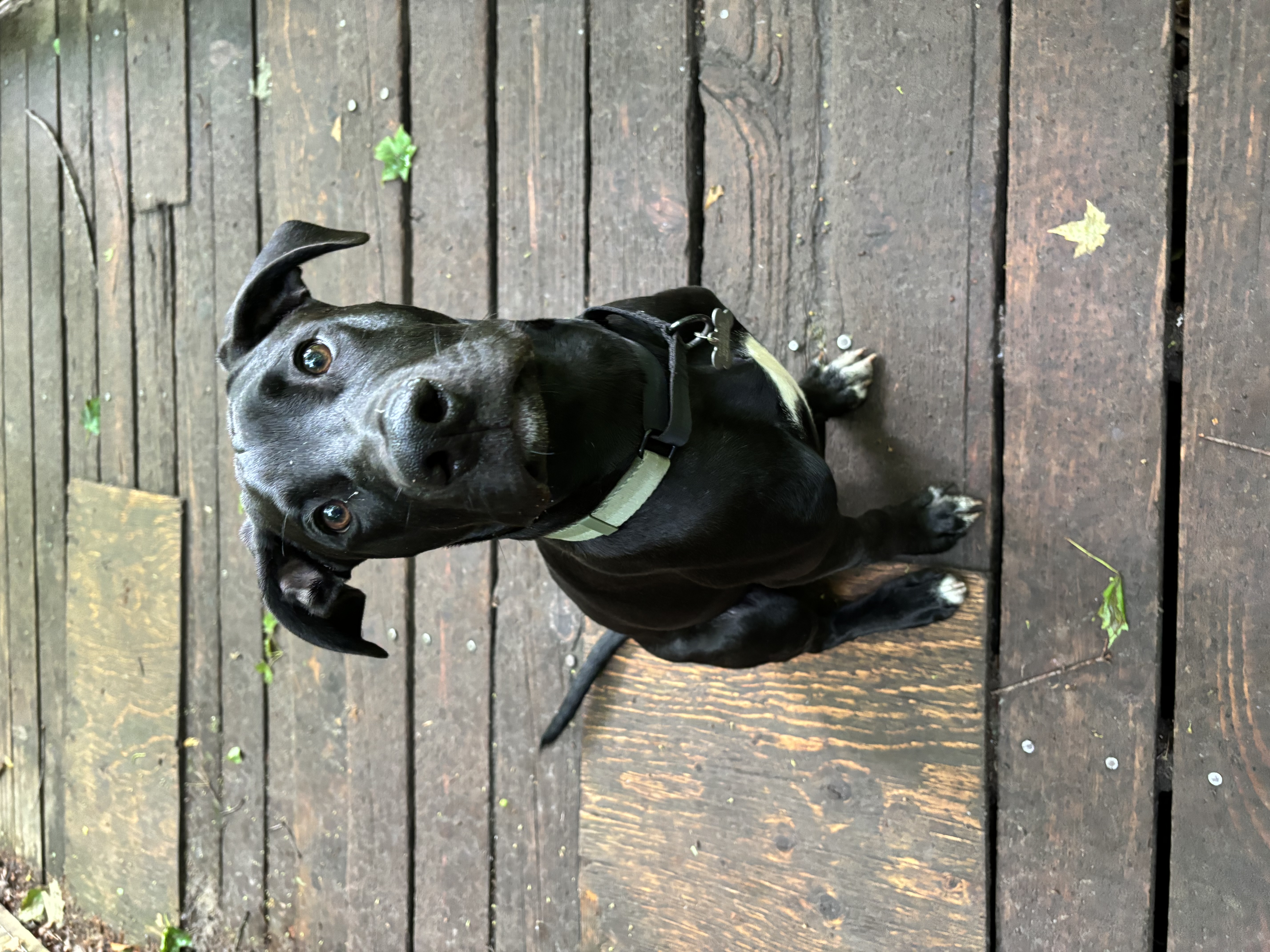 Enlarge Baloo, a Adopted mixed breed in Toronto, ON image 2/5