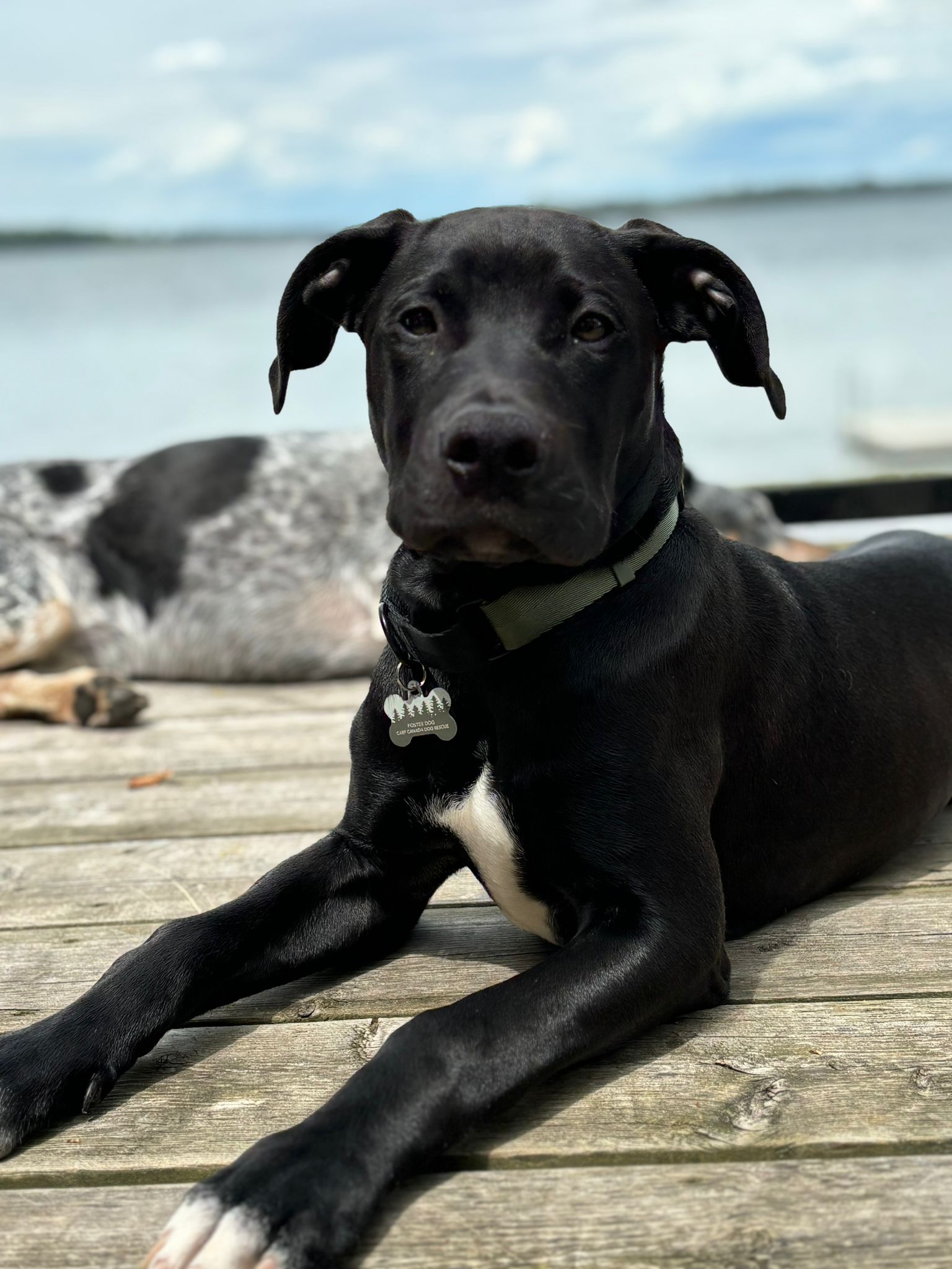 Enlarge Baloo, a Adopted mixed breed in Toronto, ON image 3/5