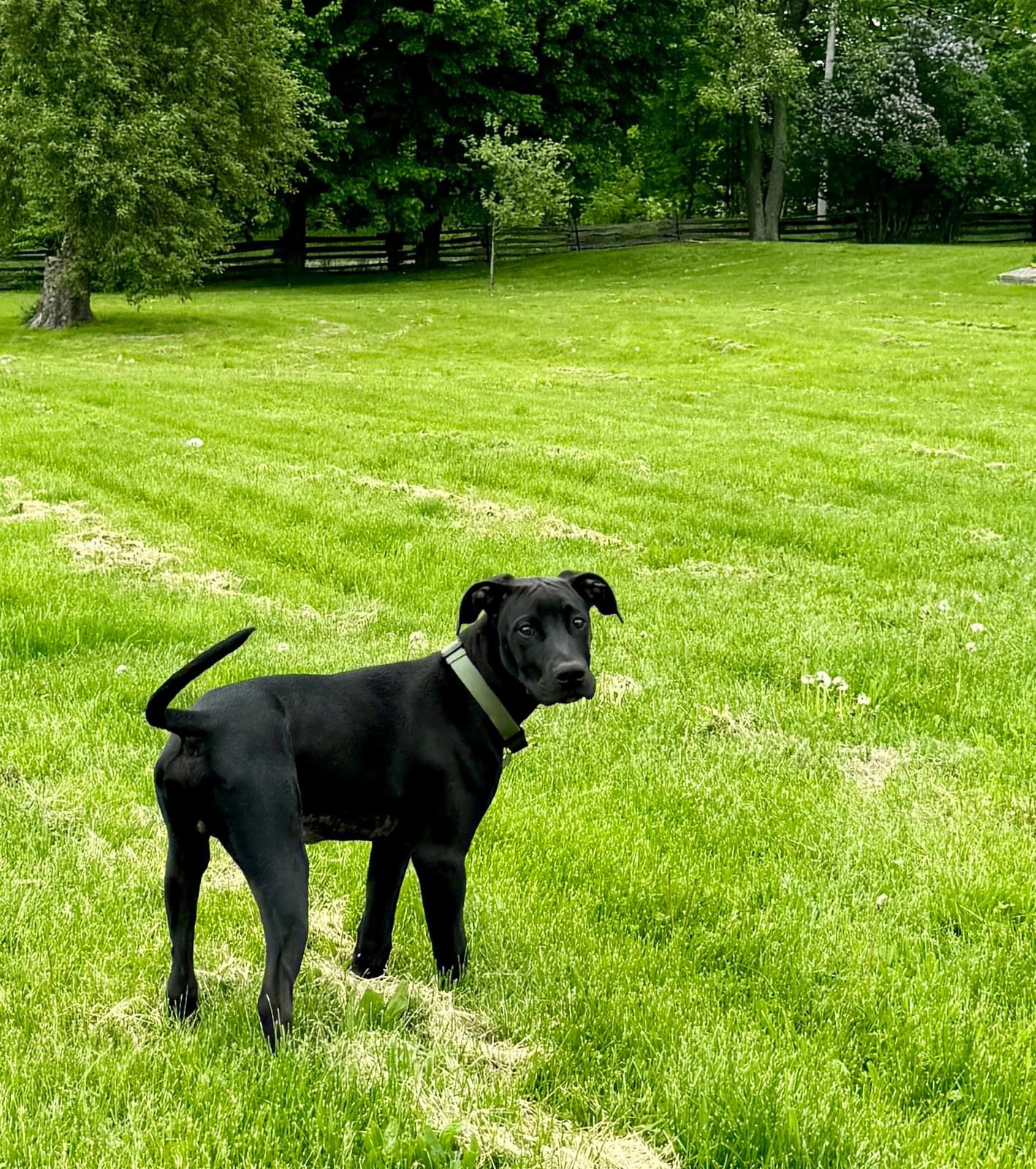 Enlarge Baloo, a Adopted mixed breed in Toronto, ON image 4/5
