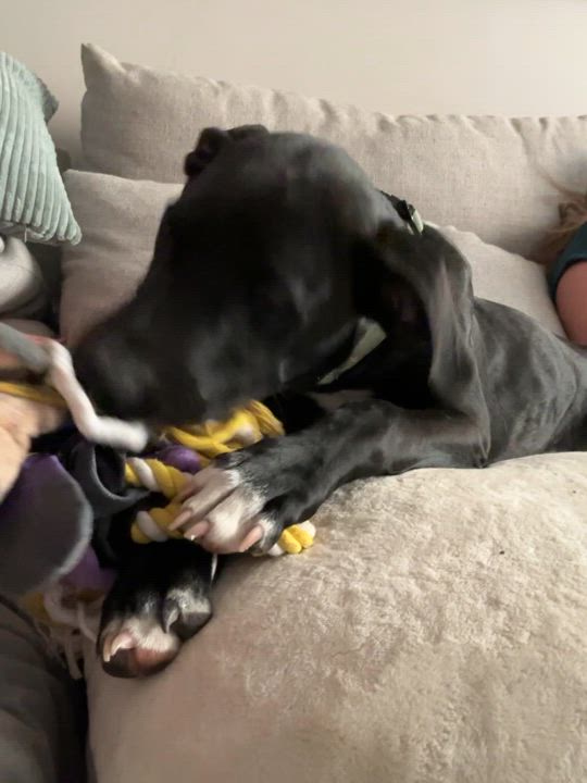 Enlarge Baloo, a Adopted mixed breed in Toronto, ON video 5/5