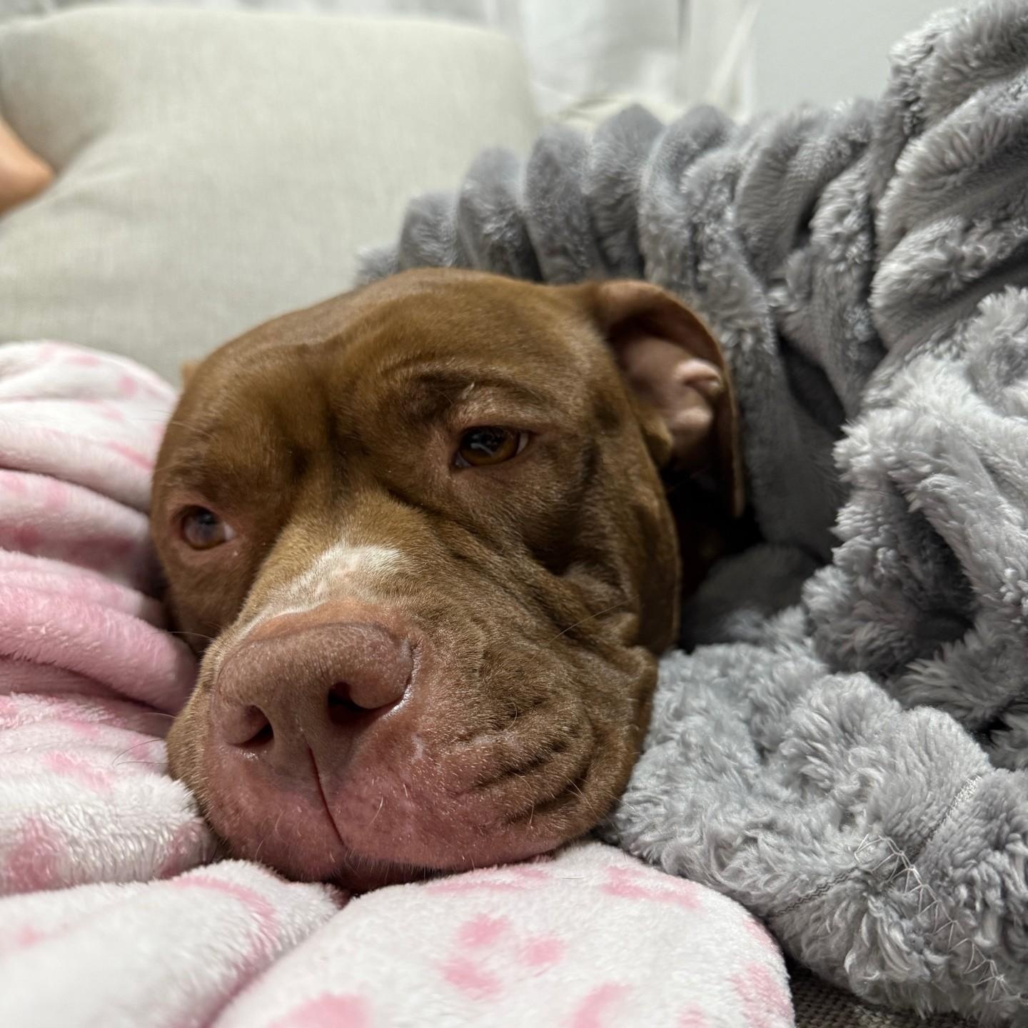 Enlarge Nylah, a ADOPTABLE mixed breed in Gilbert, AZ image 4/5