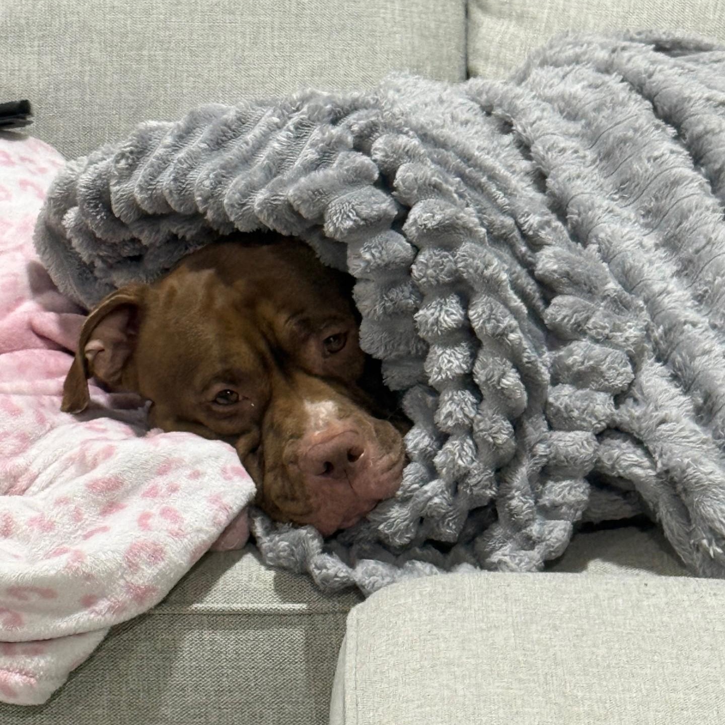 Enlarge Nylah, a ADOPTABLE mixed breed in Gilbert, AZ image 3/5