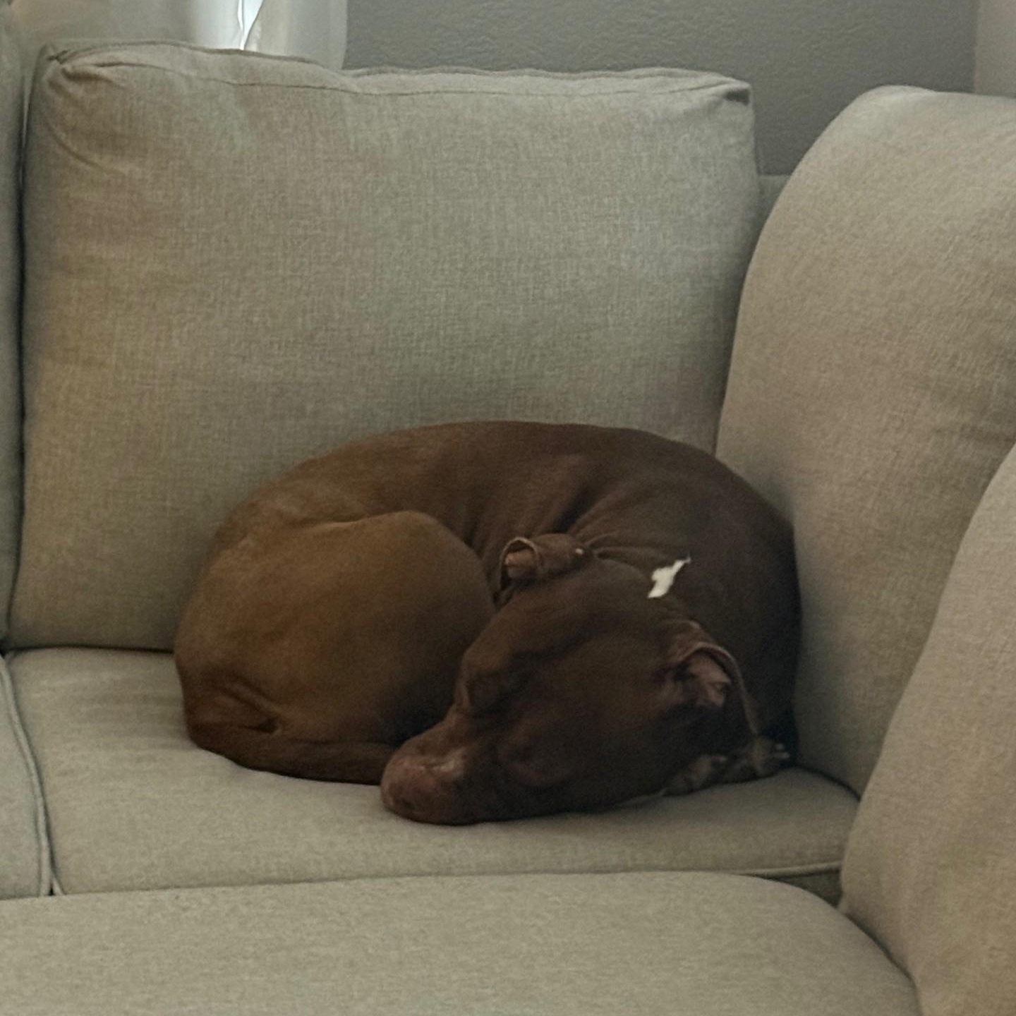 Enlarge Nylah, a ADOPTABLE mixed breed in Gilbert, AZ image 5/5