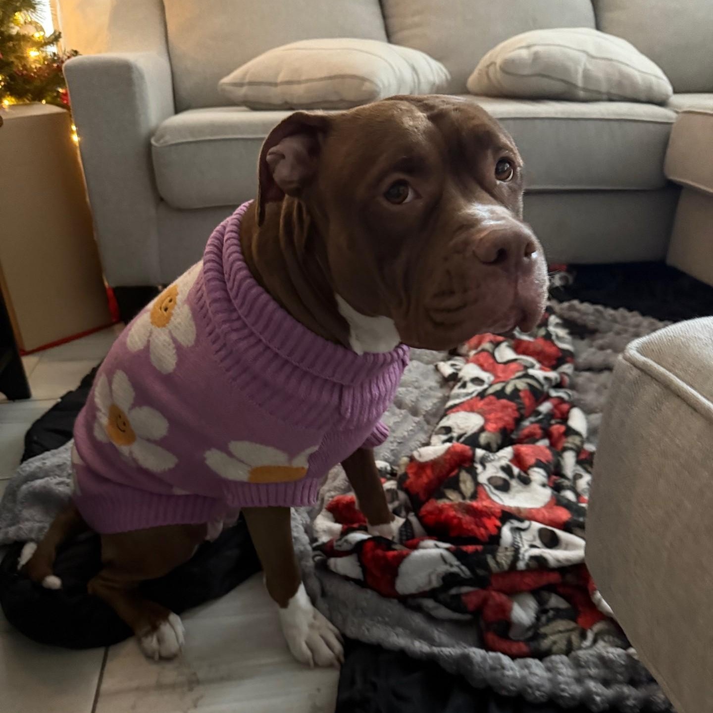 Enlarge Nylah, a ADOPTABLE mixed breed in Gilbert, AZ image 2/5