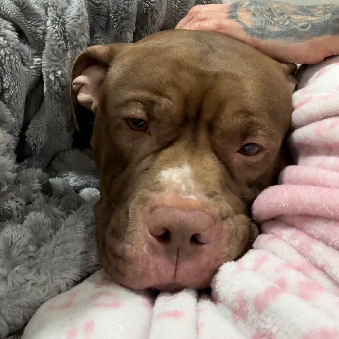 Nylah, ADOPTABLE, Young Female American Bully.