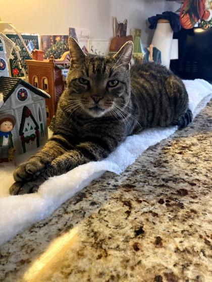 Enlarge Eisen, a Adoptable Domestic Short Hair in Knoxville, TN image 2/3