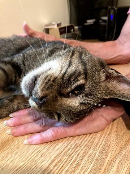 Eisen, Adoptable, Senior Male Domestic Short Hair & Domestic Short Hair.