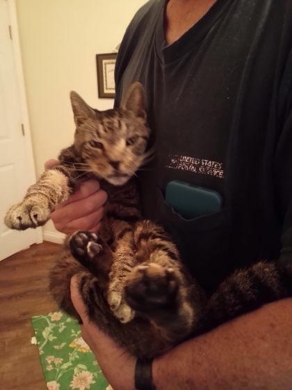 Enlarge Eisen, a Adoptable Domestic Short Hair in Knoxville, TN image 2/3