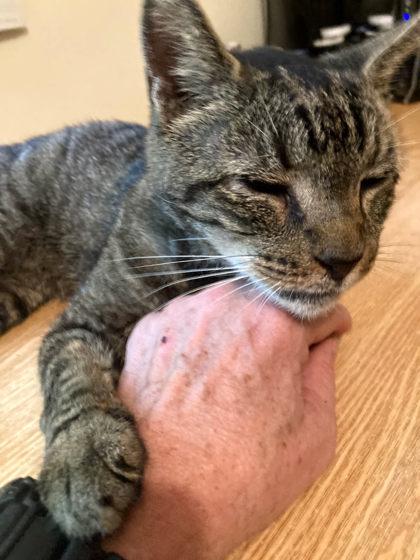 Eisen, Adoptable, Senior Male Domestic Short Hair & Domestic Short Hair.