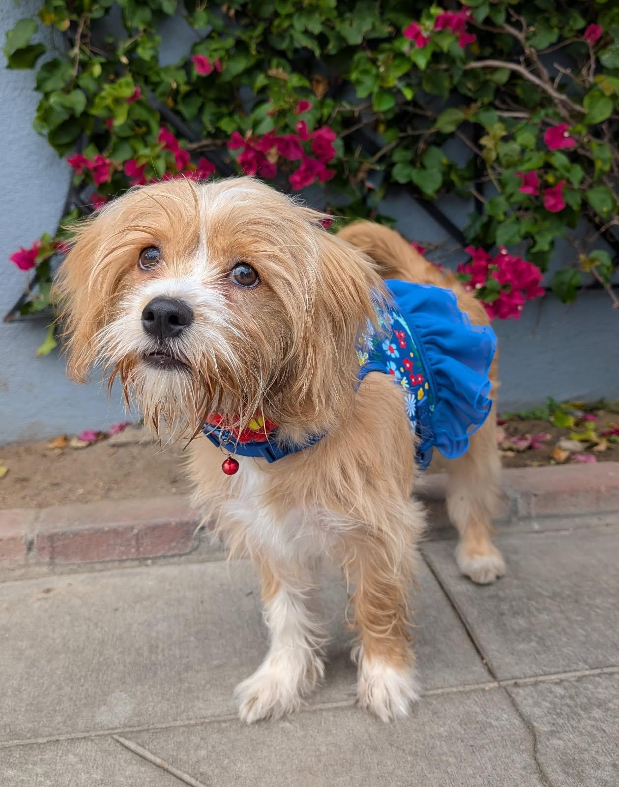 Enlarge Bella, an adopted mixed breed in Los Angeles, CA image 5/5