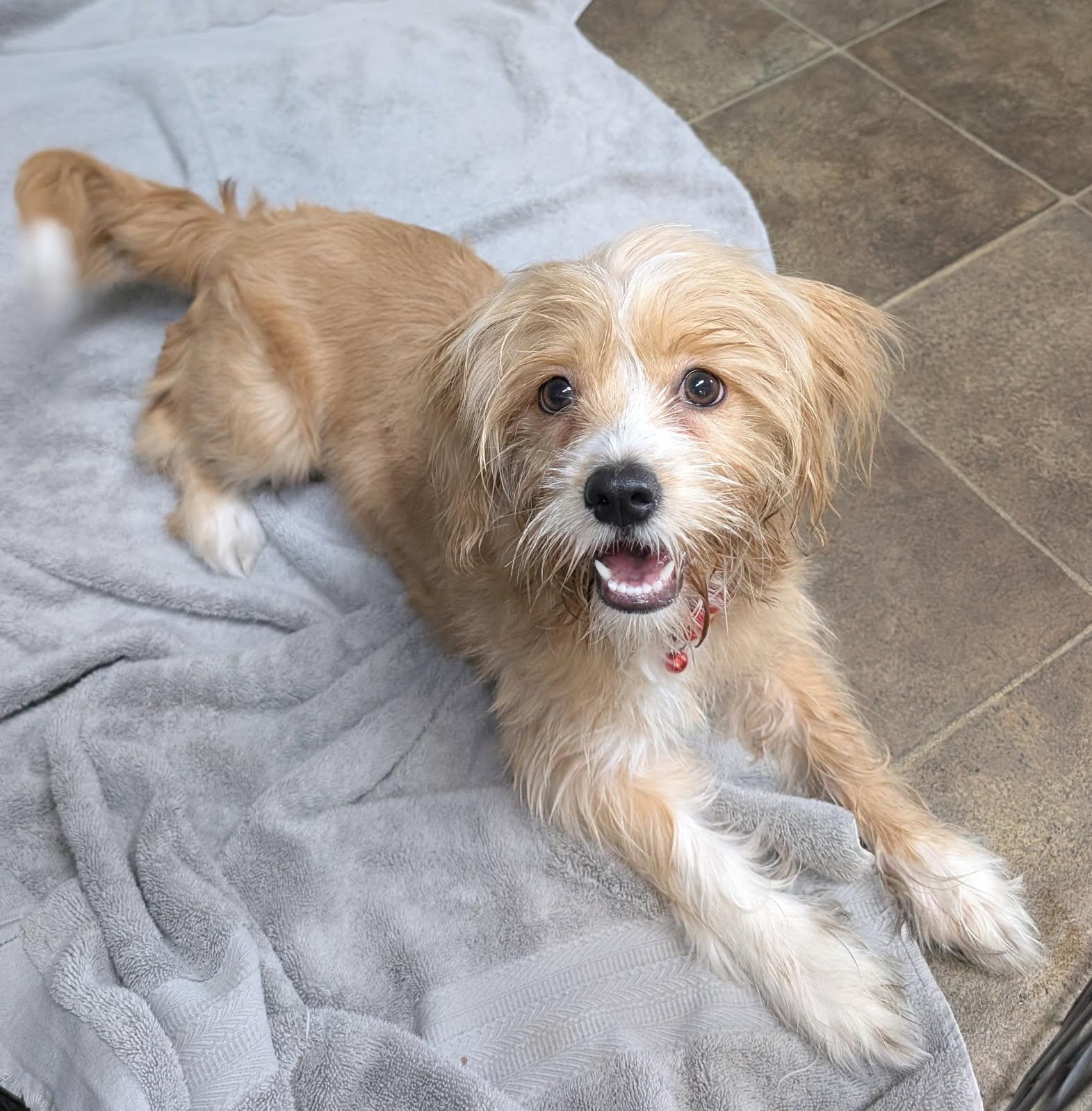 Enlarge Bella, an adopted mixed breed in Los Angeles, CA image 3/5