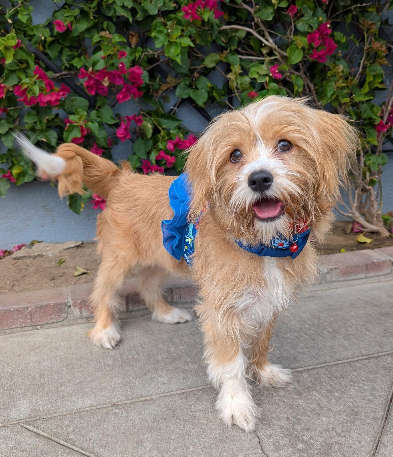 Enlarge Bella, an adopted mixed breed in Los Angeles, CA image 1/5