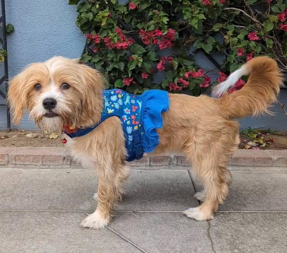 Enlarge Bella, an adopted mixed breed in Los Angeles, CA image 2/5