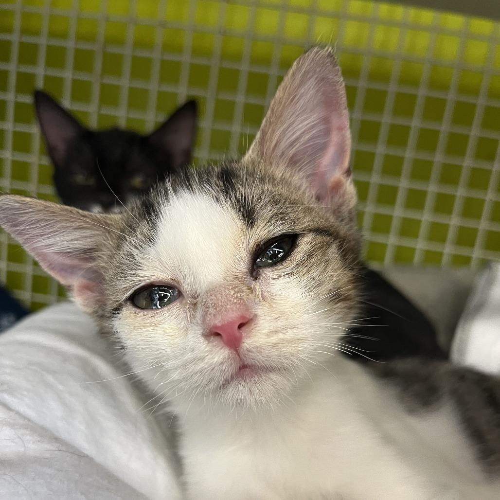 Enlarge Aang, a Adoptable Domestic Short Hair in Atlanta, GA image 1/1