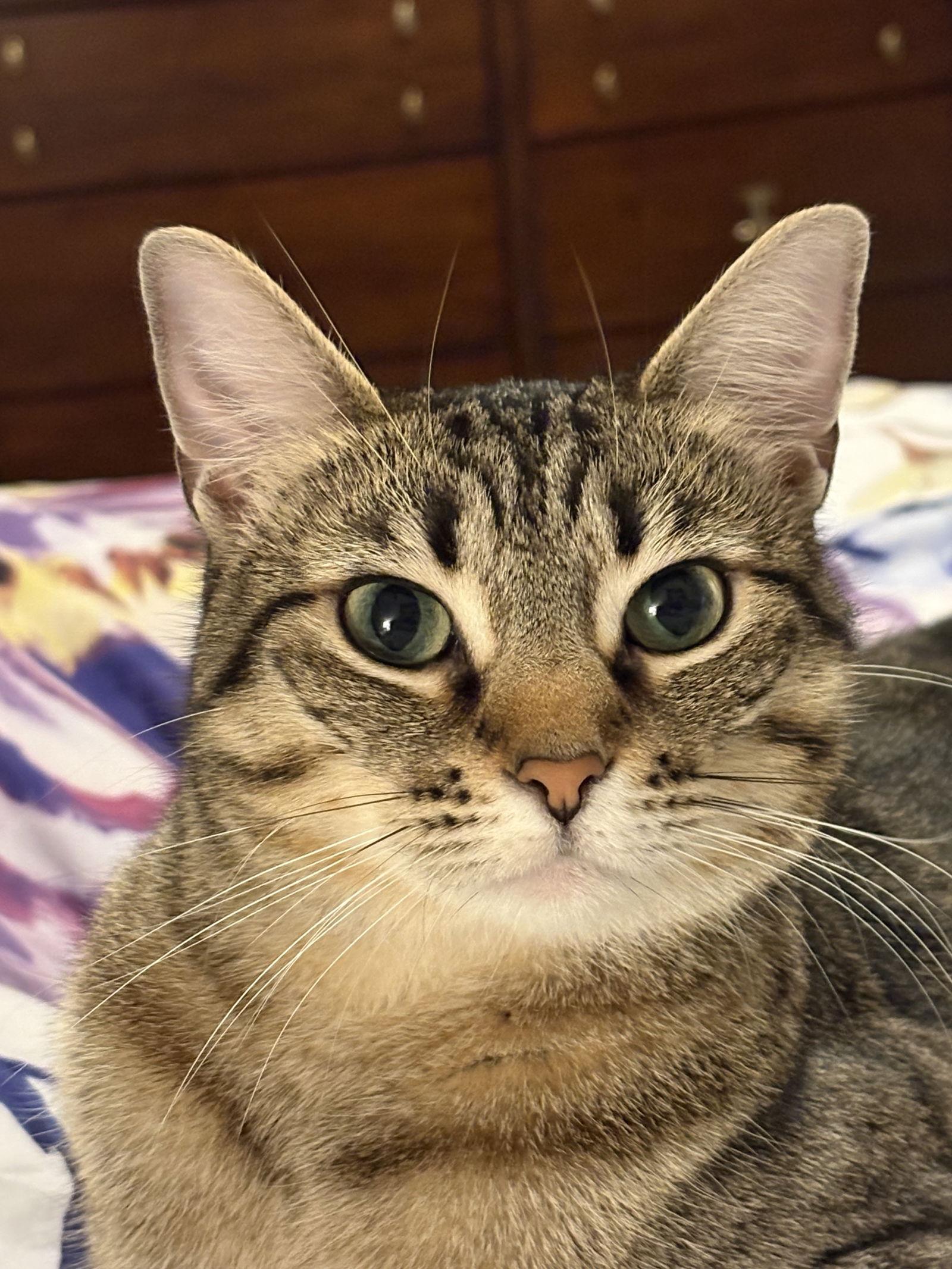 Lightning T, a Adopted Domestic Short Hair in Rosenberg, TX image 1/3