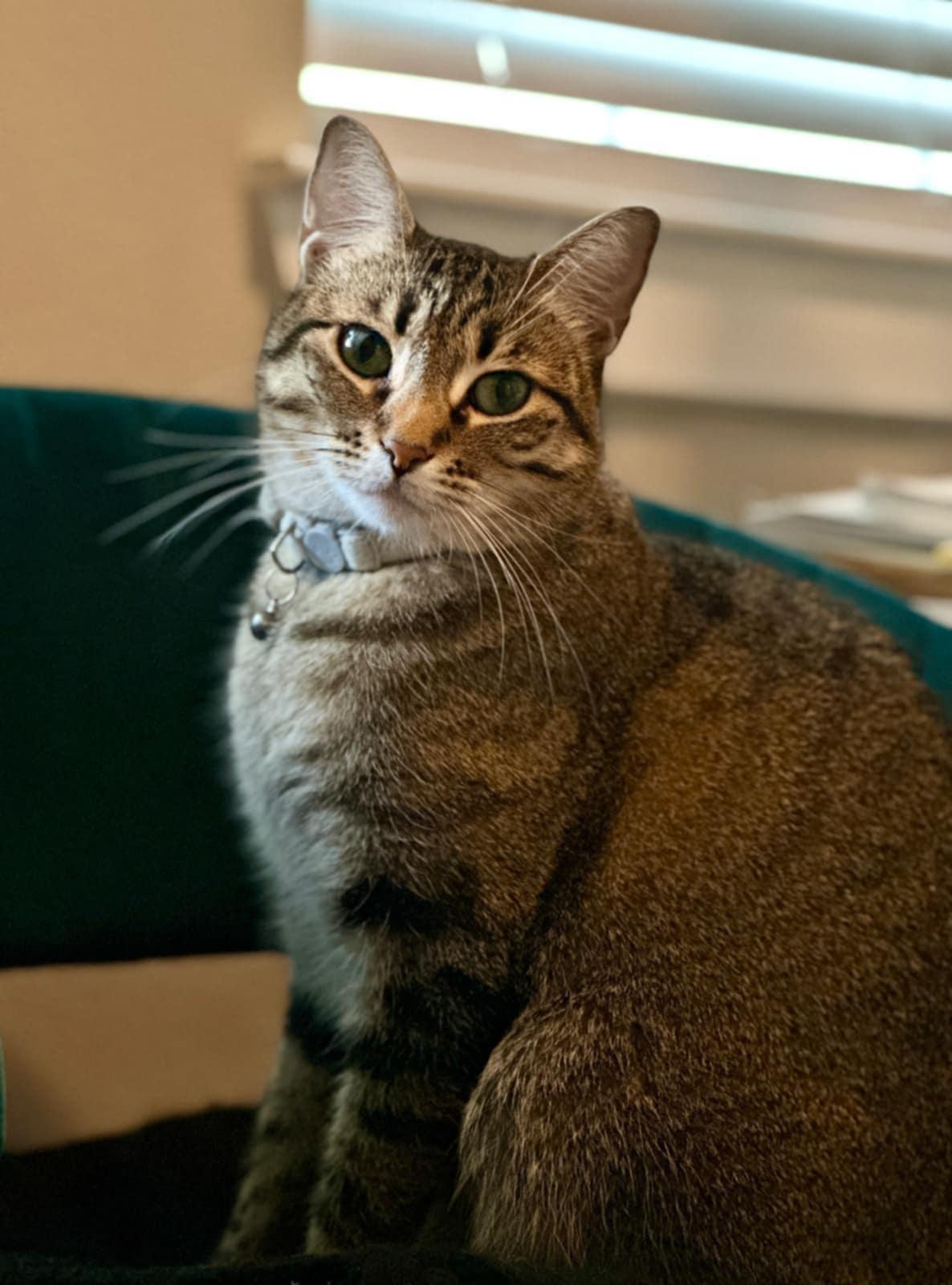 Lightning T, a Adopted Domestic Short Hair in Rosenberg, TX image 2/3