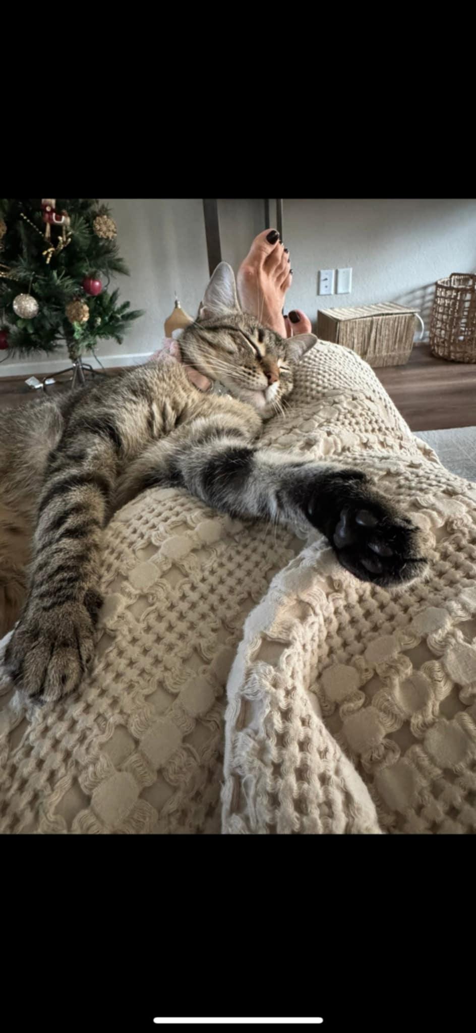 Lightning T, a Adopted Domestic Short Hair in Rosenberg, TX image 3/3