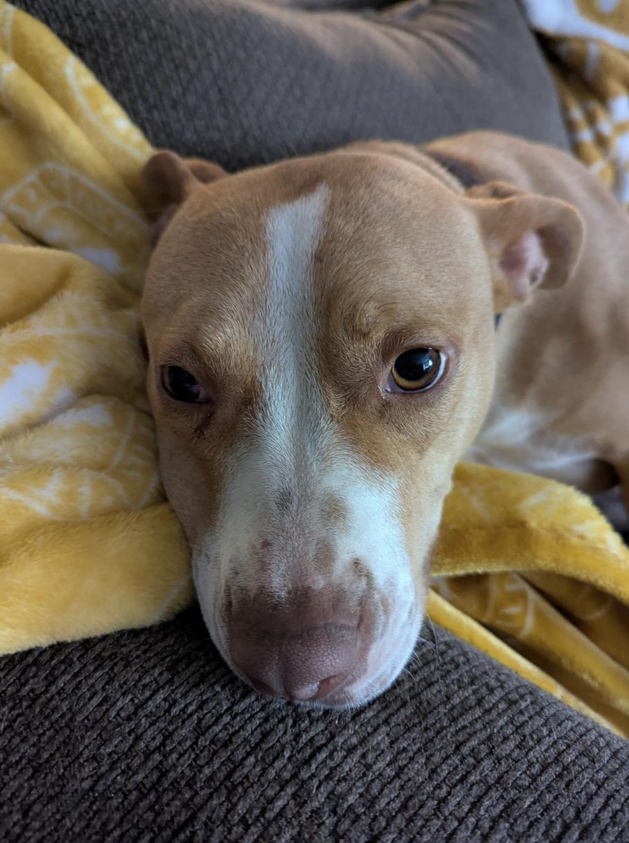 Morgan, a Adoptable mixed breed in Woburn, MA image 4/6