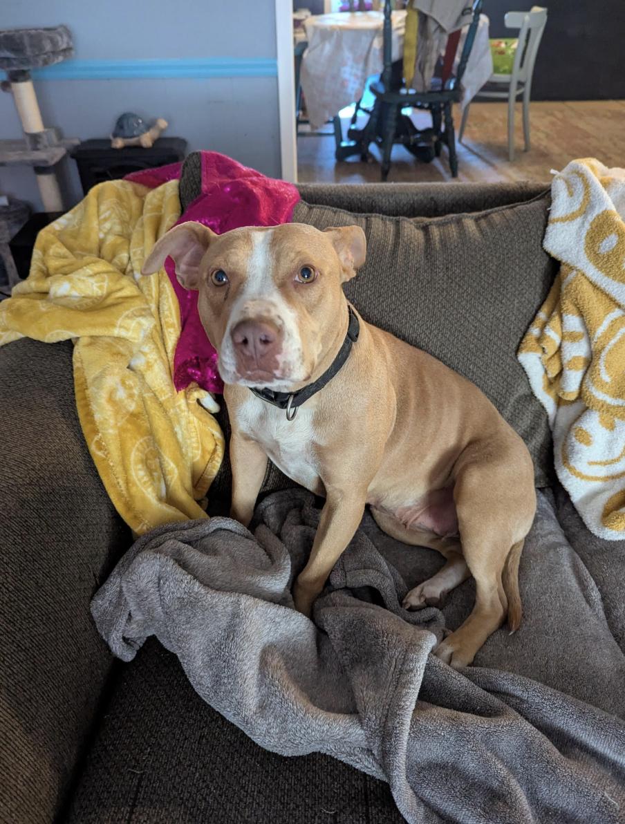 Morgan, a Adoptable mixed breed in Woburn, MA image 1/6