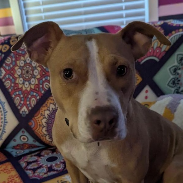 Morgan, Adoptable, Adult Female Boxer & Bulldog.