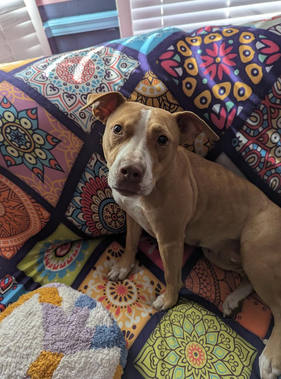 Morgan, a Adoptable mixed breed in Woburn, MA image 6/6