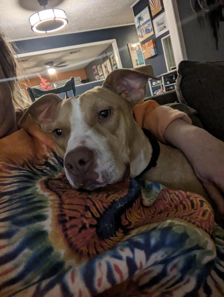 Morgan, a Adoptable mixed breed in Woburn, MA image 5/6