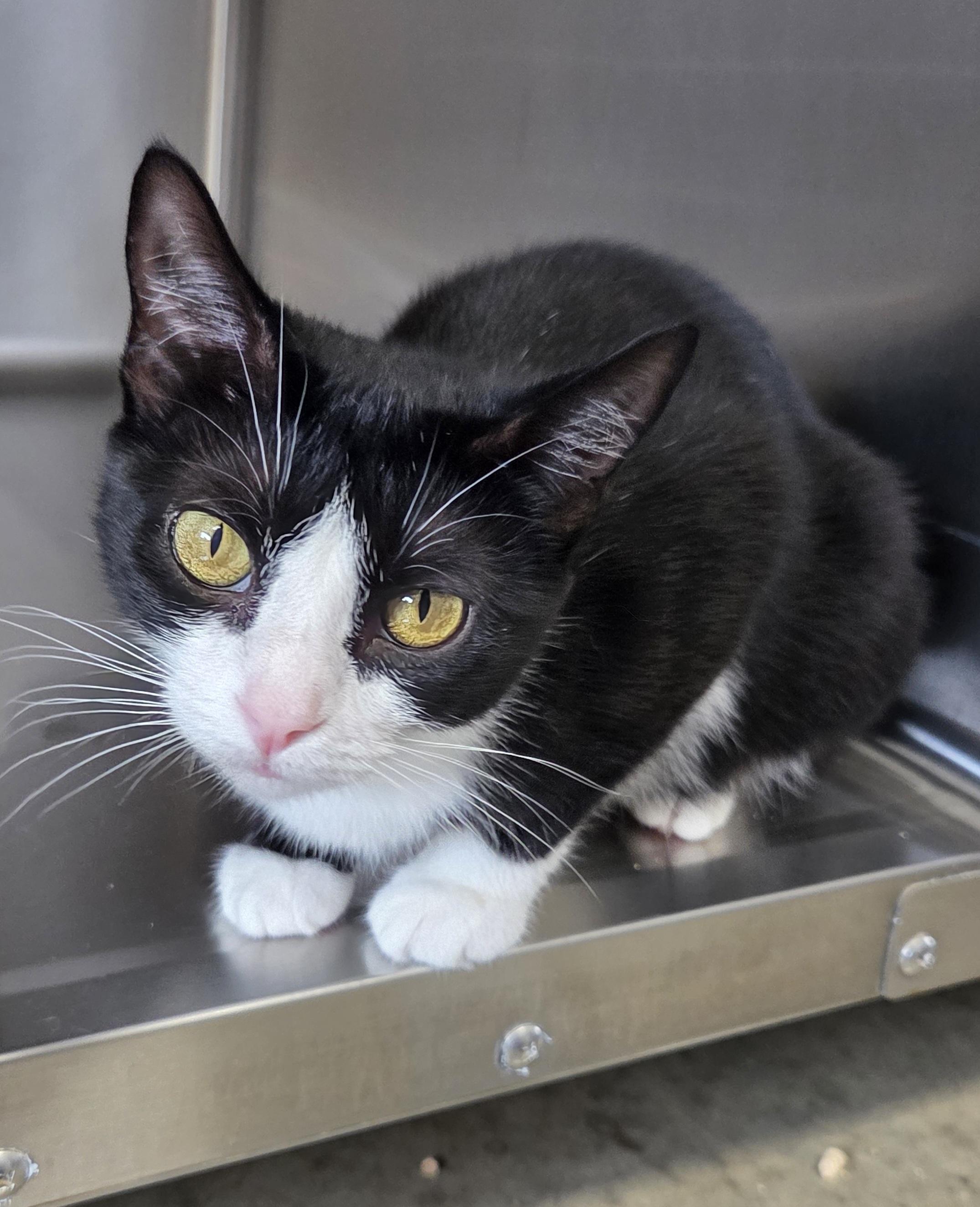 Enlarge Azalea, a Adoptable Domestic Short Hair in Seneca, PA image 1/4
