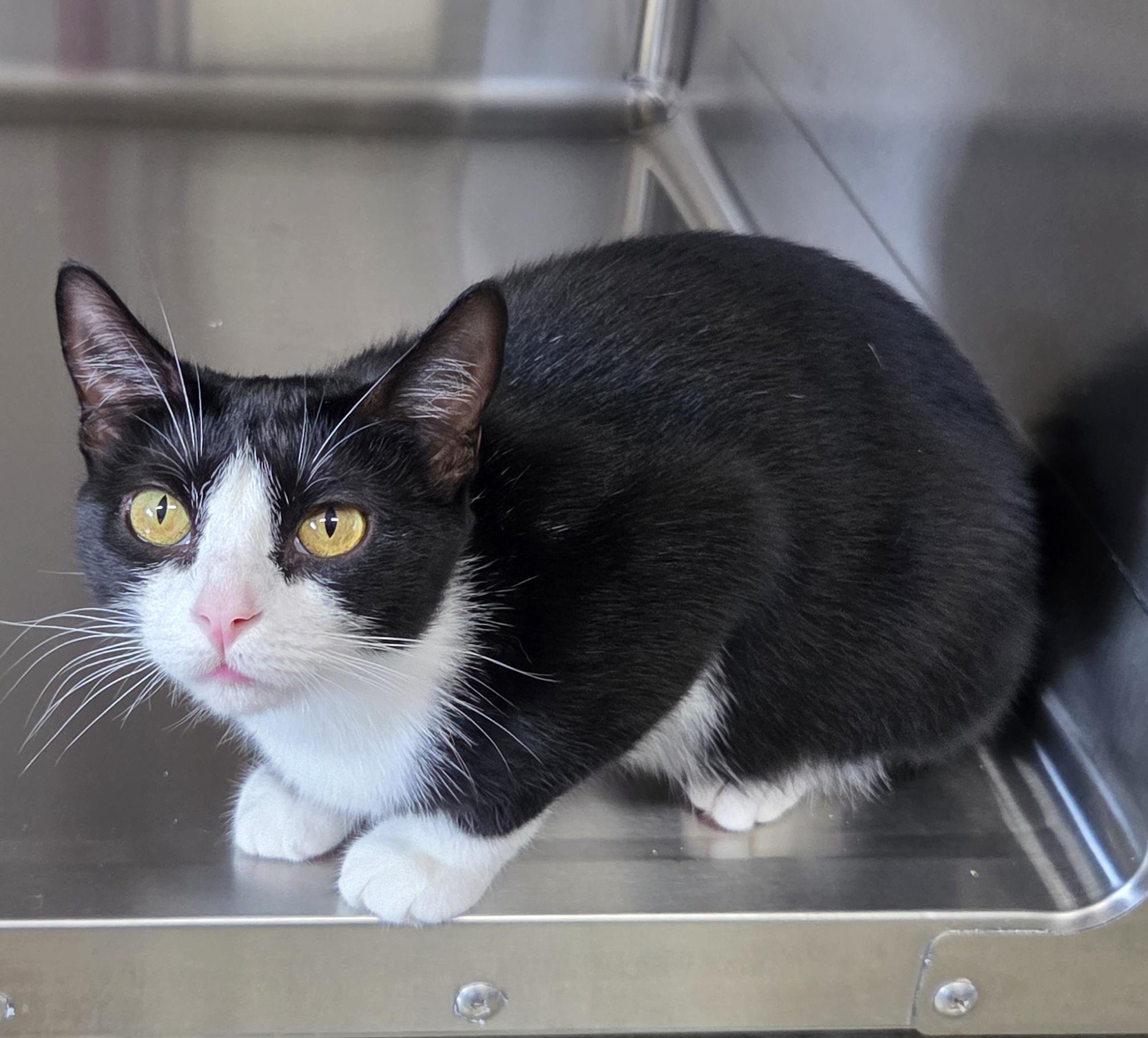 Enlarge Azalea, a Adoptable Domestic Short Hair in Seneca, PA image 3/4