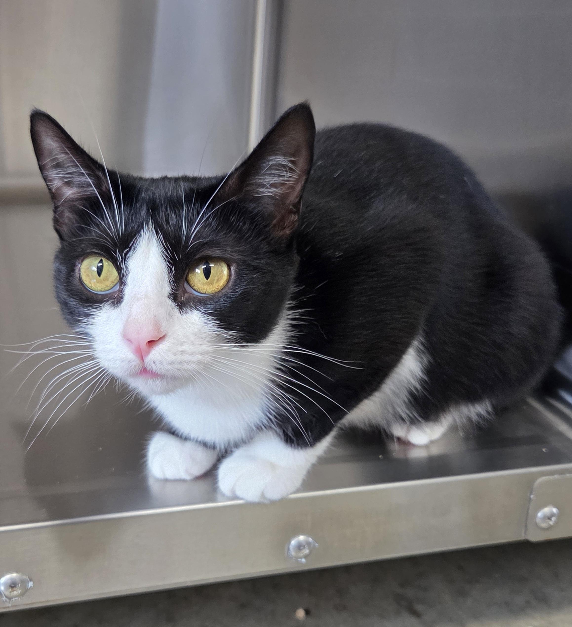 Enlarge Azalea, a Adoptable Domestic Short Hair in Seneca, PA image 4/4