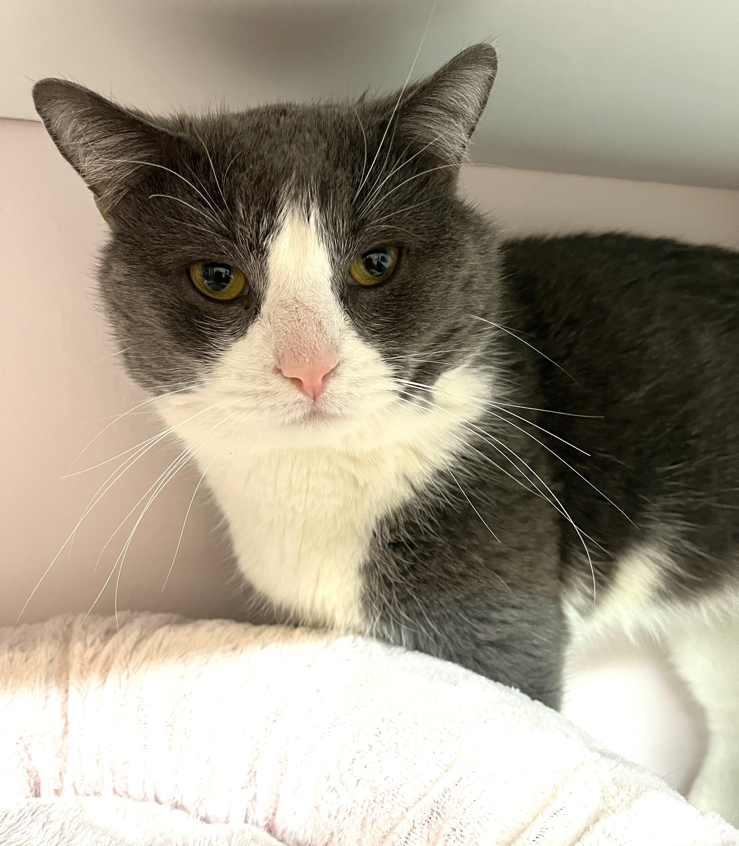 Enlarge RAGNAR (CR/SC), a Adoptable Domestic Short Hair in Sainte-Angele-de-Monnoir, QC image 5/6