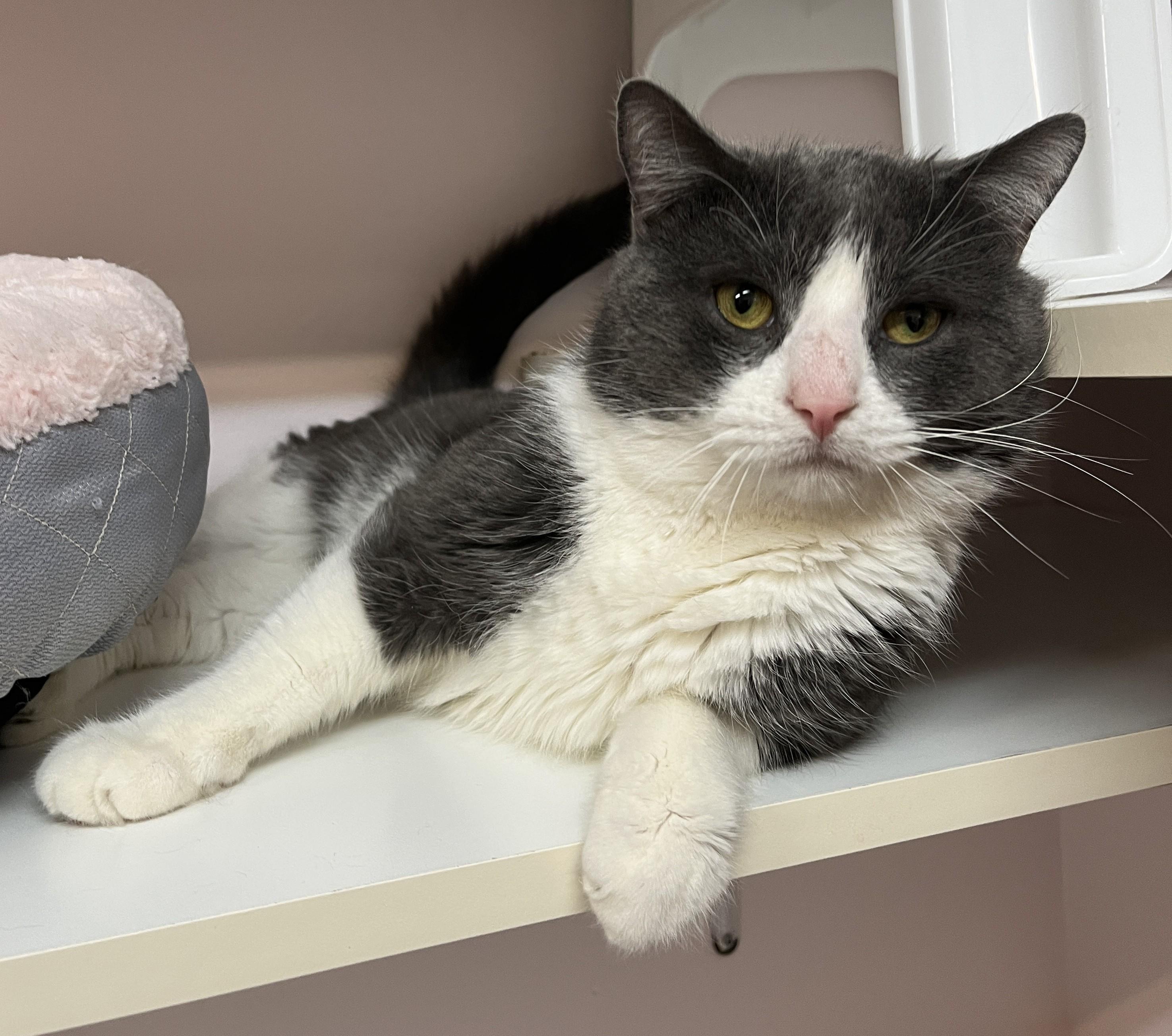 Enlarge RAGNAR (CR/SC), a Adoptable Domestic Short Hair in Sainte-Angele-de-Monnoir, QC image 2/6