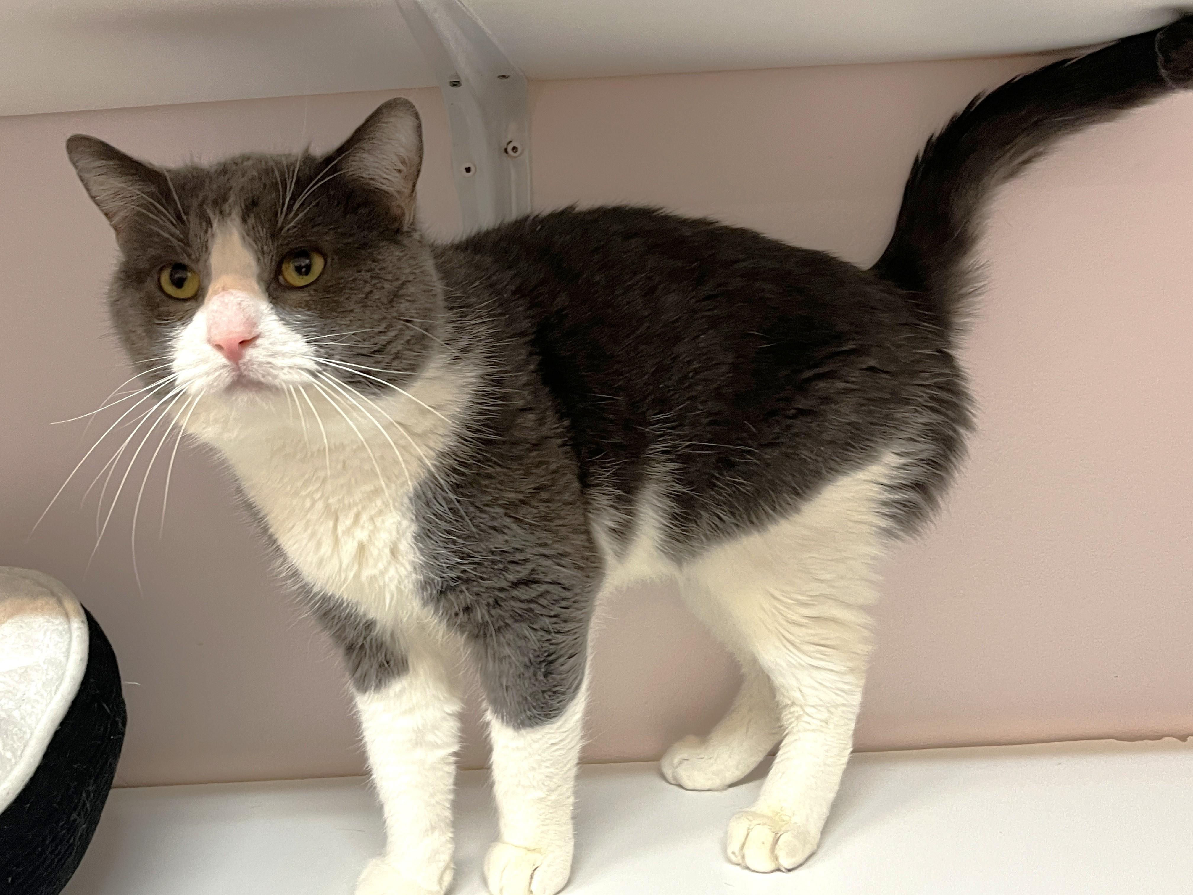 Enlarge RAGNAR (CR/SC), a Adoptable Domestic Short Hair in Sainte-Angele-de-Monnoir, QC image 4/6