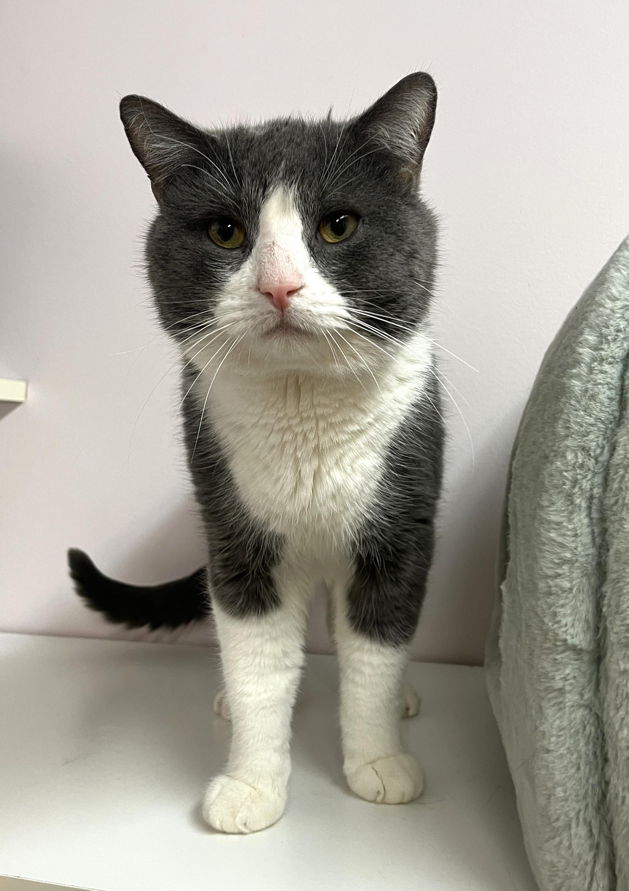 Enlarge RAGNAR (CR/SC), a Adoptable Domestic Short Hair in Sainte-Angele-de-Monnoir, QC image 3/6