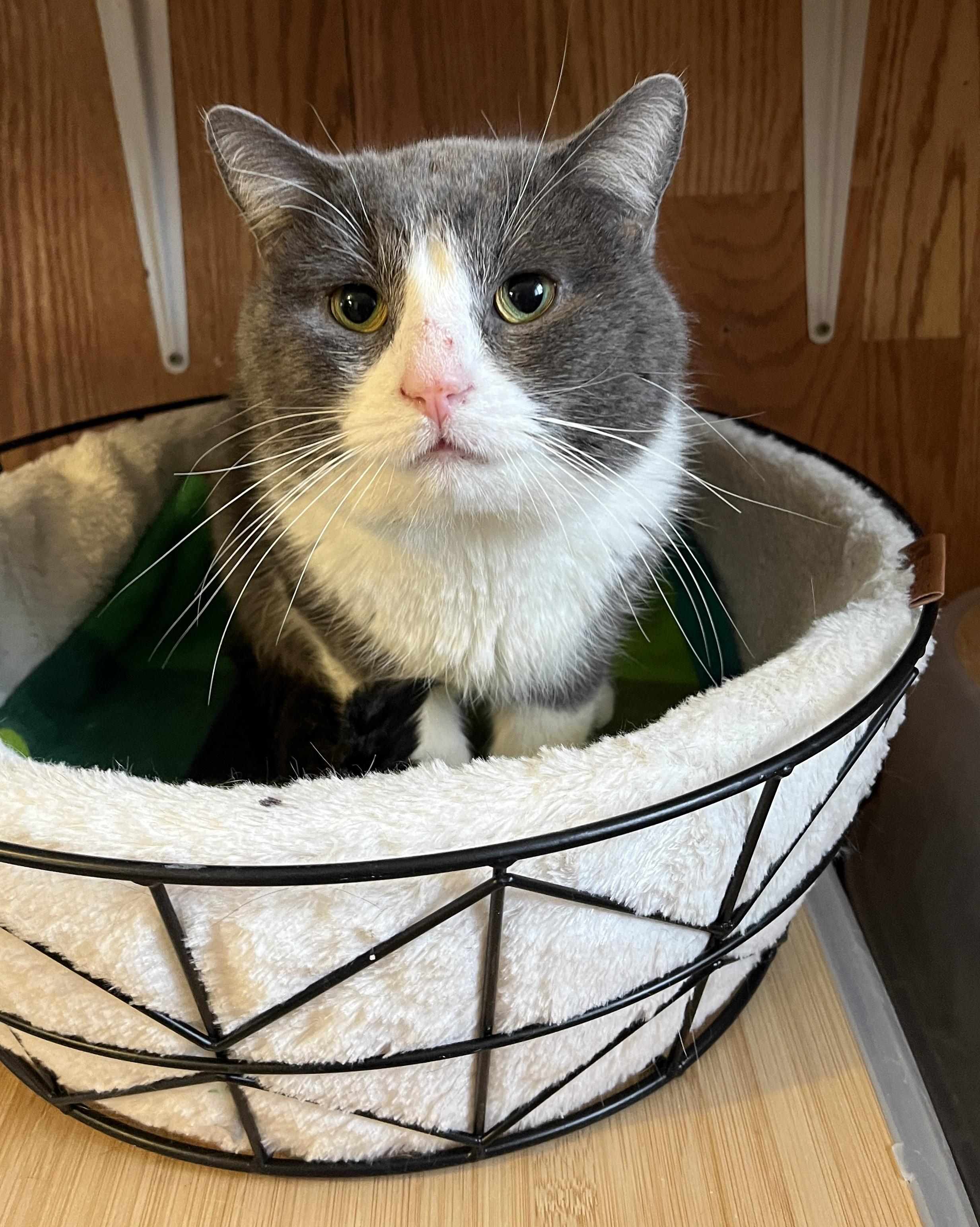 Enlarge RAGNAR (CR/SC), a Adoptable Domestic Short Hair in Sainte-Angele-de-Monnoir, QC image 1/6