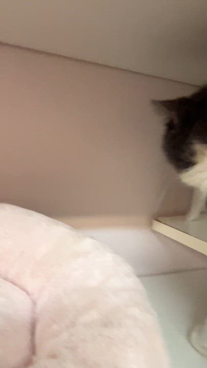 Enlarge RAGNAR (CR/SC), a Adoptable Domestic Short Hair in Sainte-Angele-de-Monnoir, QC video 6/6