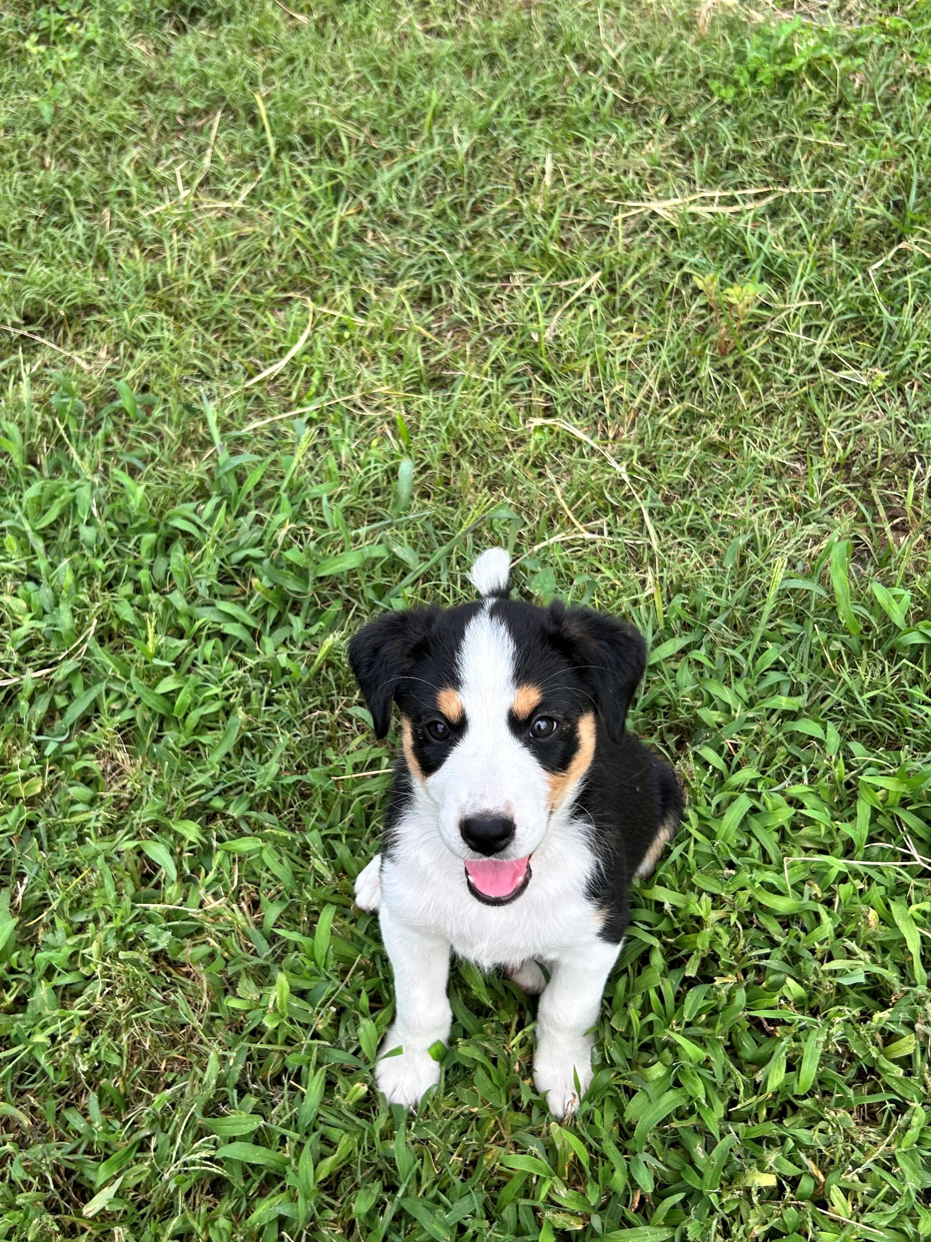 Lottie, Baby Female Australian Shepherd