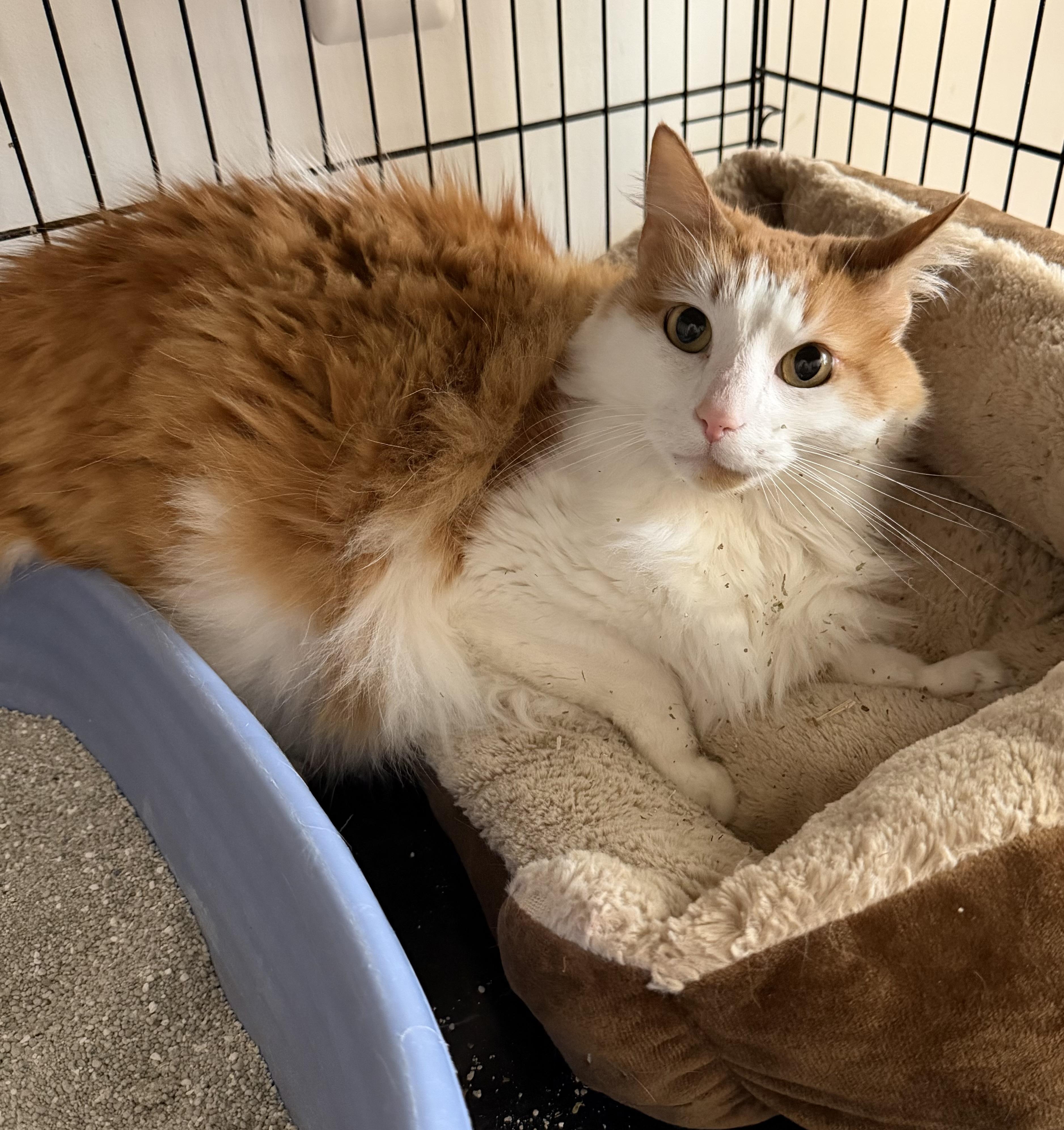 Enlarge Bogey, a Adoptable Domestic Long Hair in Oriental , NC image 3/4