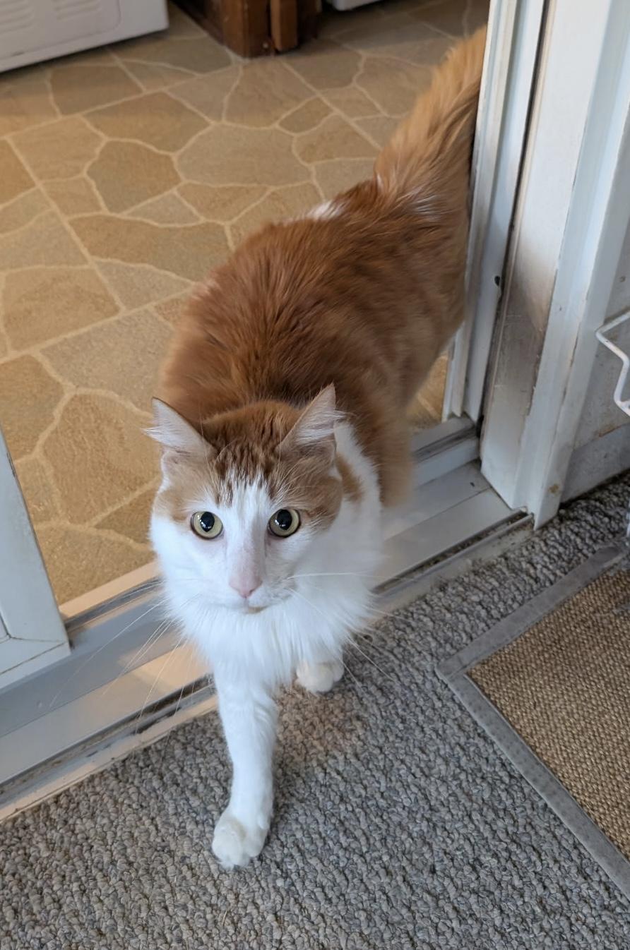 Bogie, Adoptable, Senior Male Domestic Long Hair.