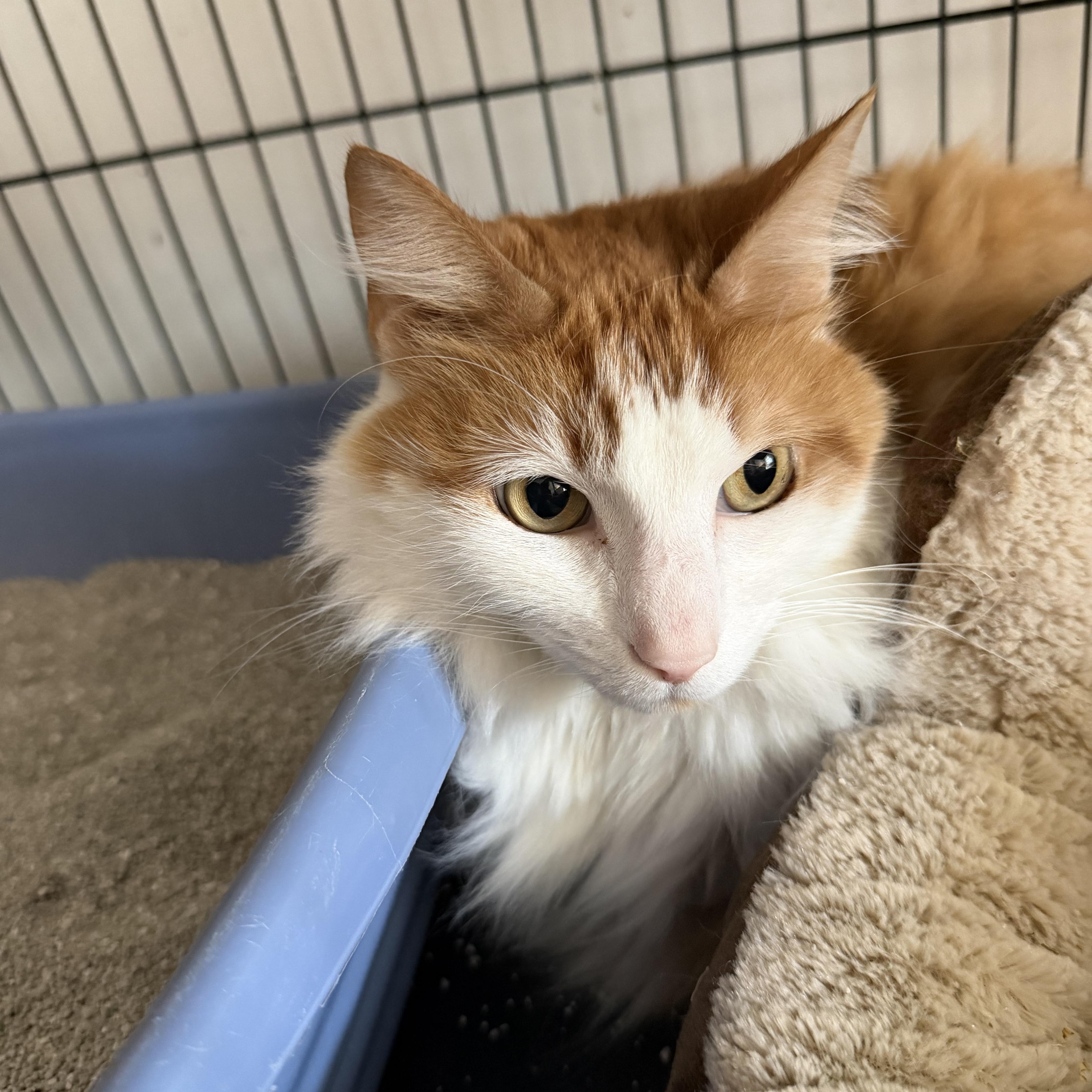 Enlarge Bogey, a Adoptable Domestic Long Hair in Oriental , NC image 2/4