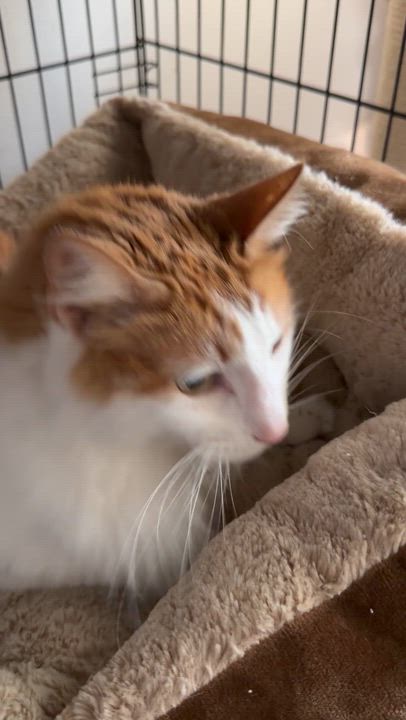 Enlarge Bogey, a Adoptable Domestic Long Hair in Oriental , NC video 4/4