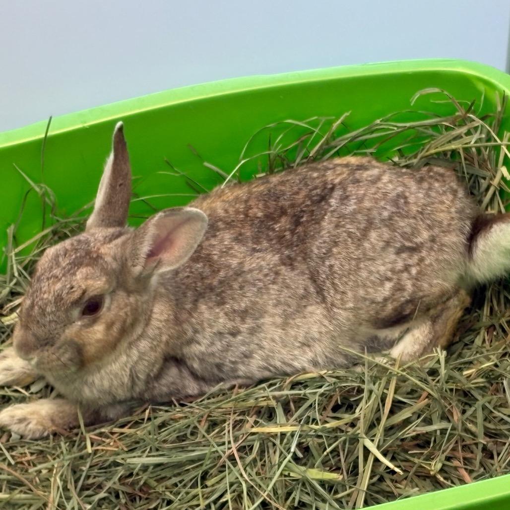 Enlarge Acorn, a Adoptable American in Napa, CA image 1/3