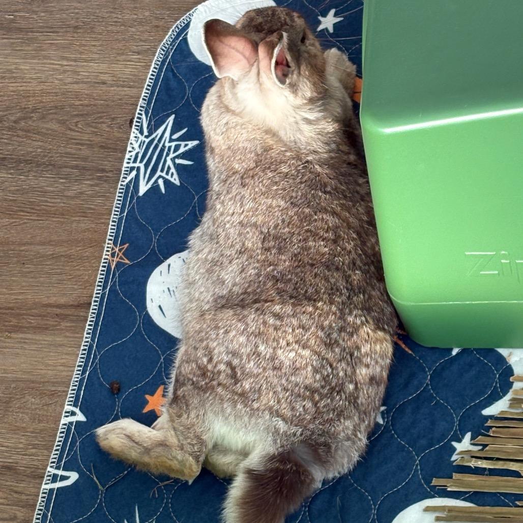 Enlarge Acorn, a Adoptable American in Napa, CA image 2/3